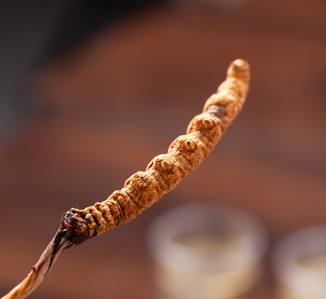 冬虫草产品拍摄 产品寄拍 视频制作 滋补拼摄影（图ZMjI0NDE2Mjgw） - 产品摄影 - 站酷设计师岭南视觉原创素材 - 站酷ZCOOL