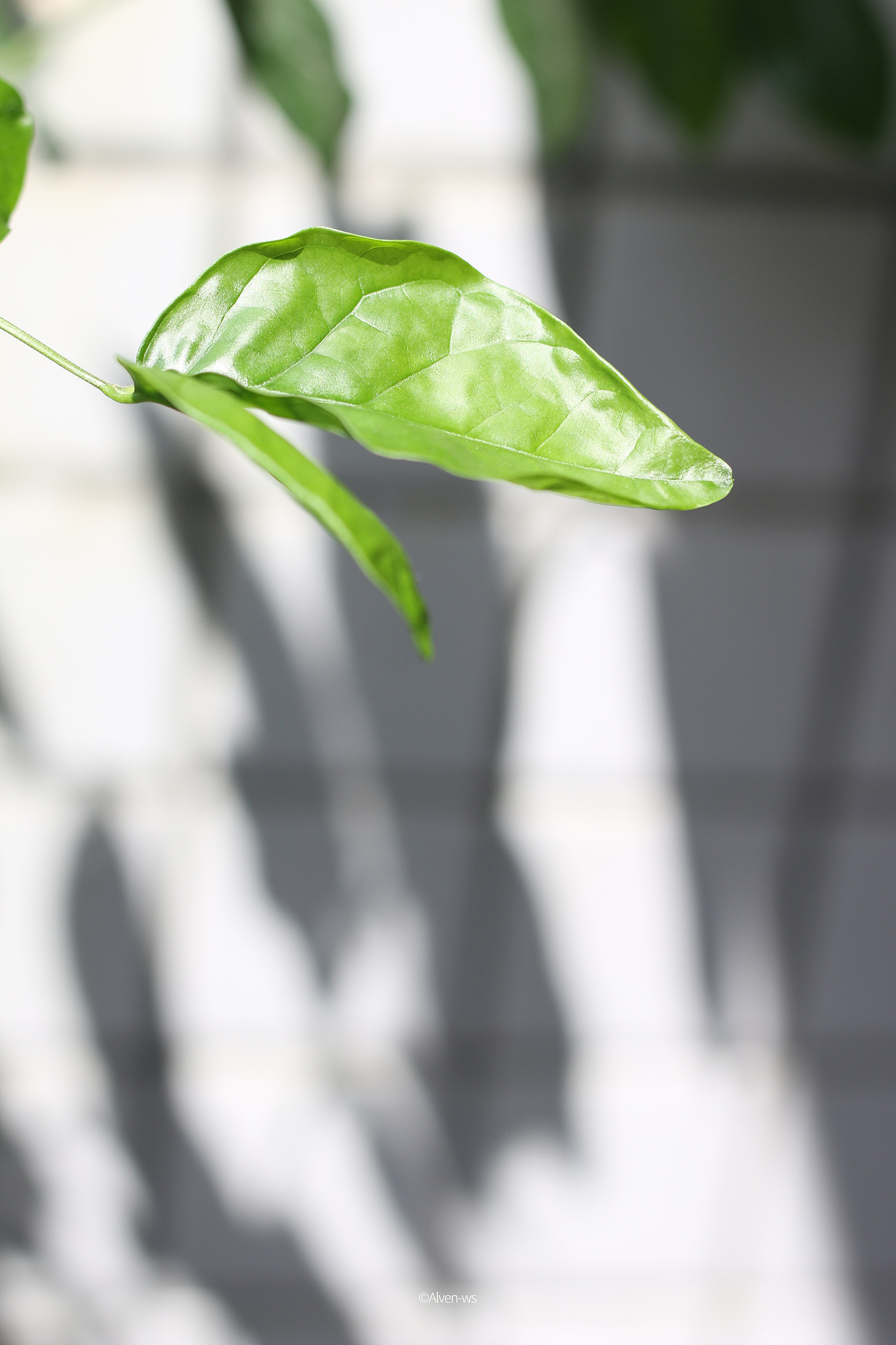 多肉植物花草光影拍摄