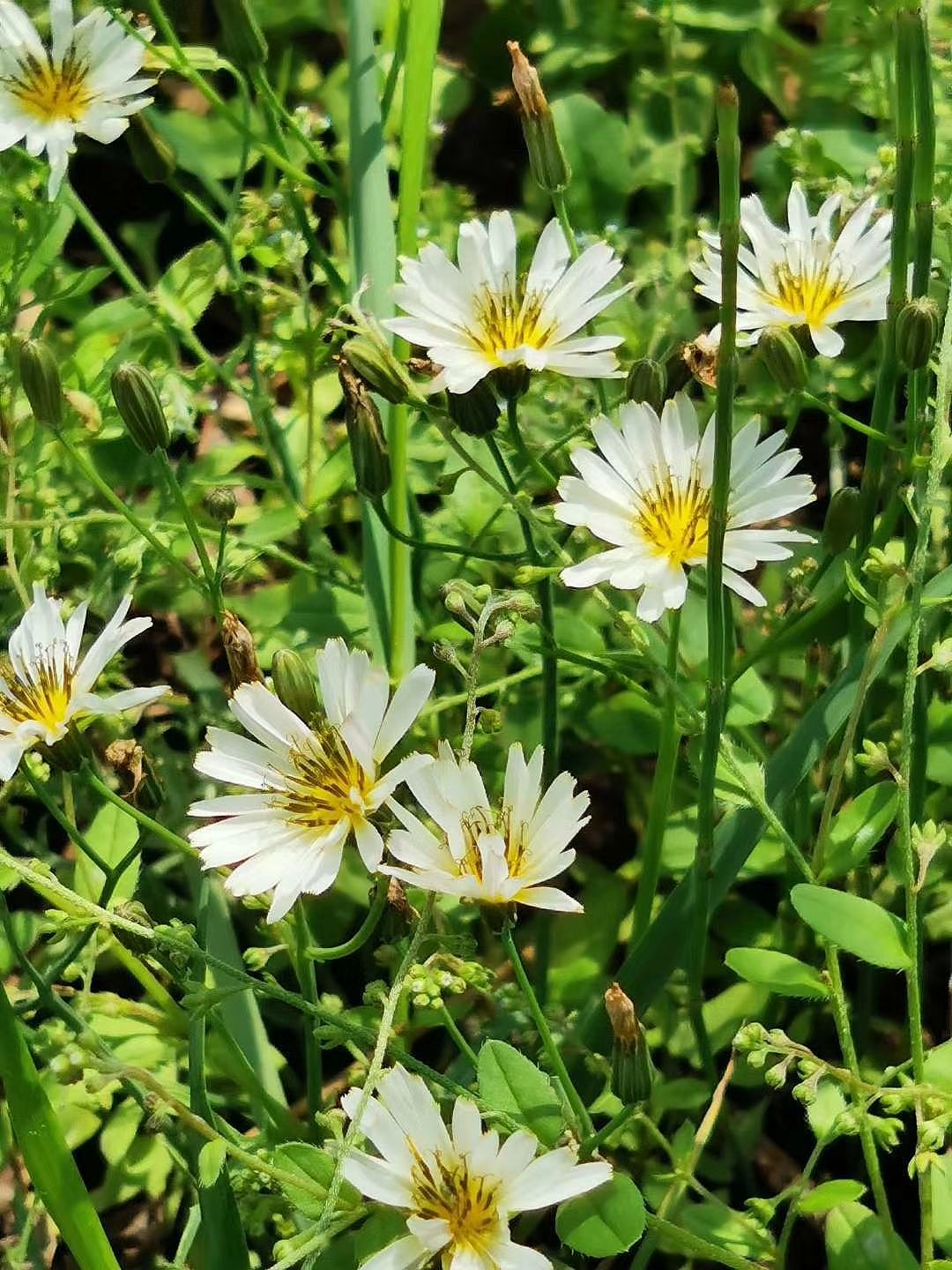 小河流水哗啦啦