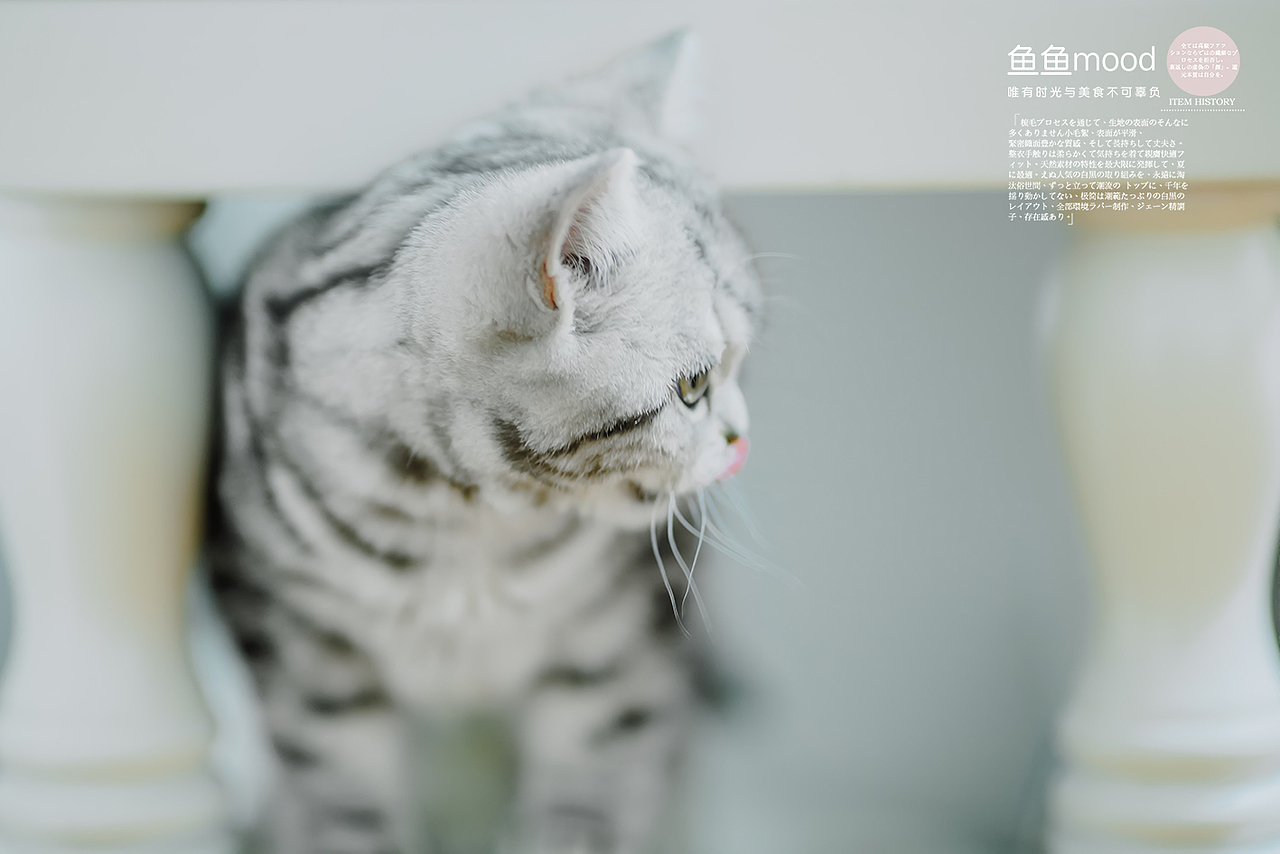 遇见小王子（图ZMTA1Mjk5NjY4） - 宠物摄影 - 站酷设计师鱼鱼Mood原创素材 - 站酷ZCOOL