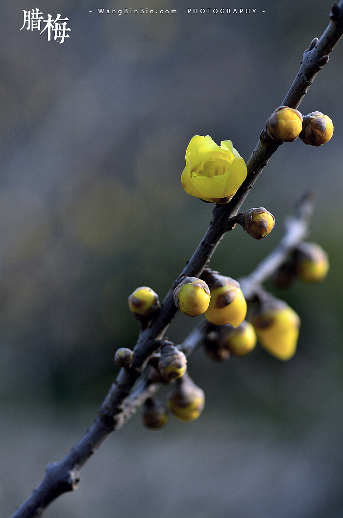 腊梅花开——开封龙亭公园