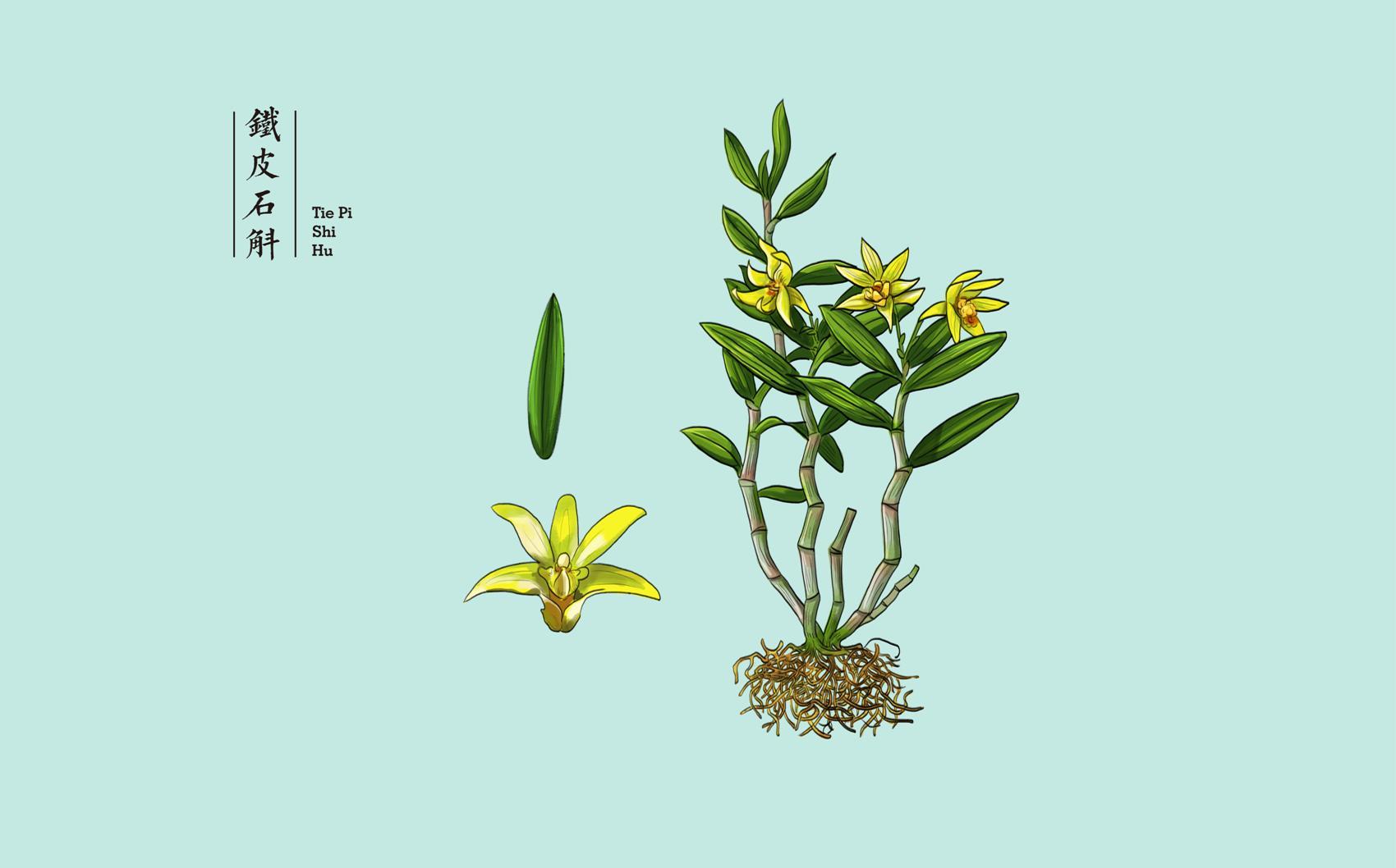 中药材包装设计提案稿(前十款)