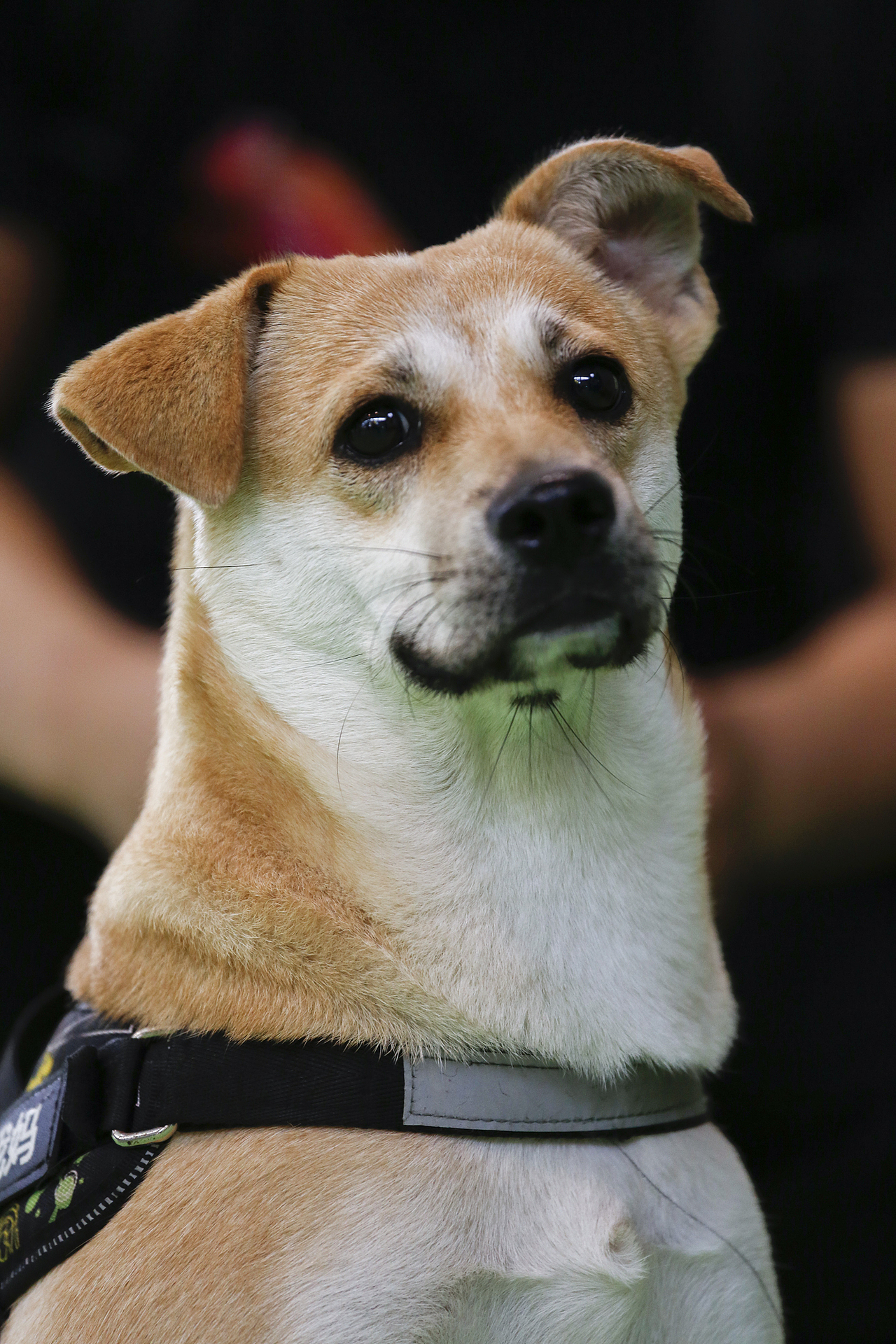 2019年5月广州琶洲华南宠物用品展