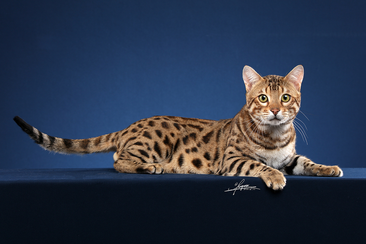 豹猫|摄影|动物|AMYWORKS赛猫摄影 - 原创作品 - 站酷 (ZCOOL)