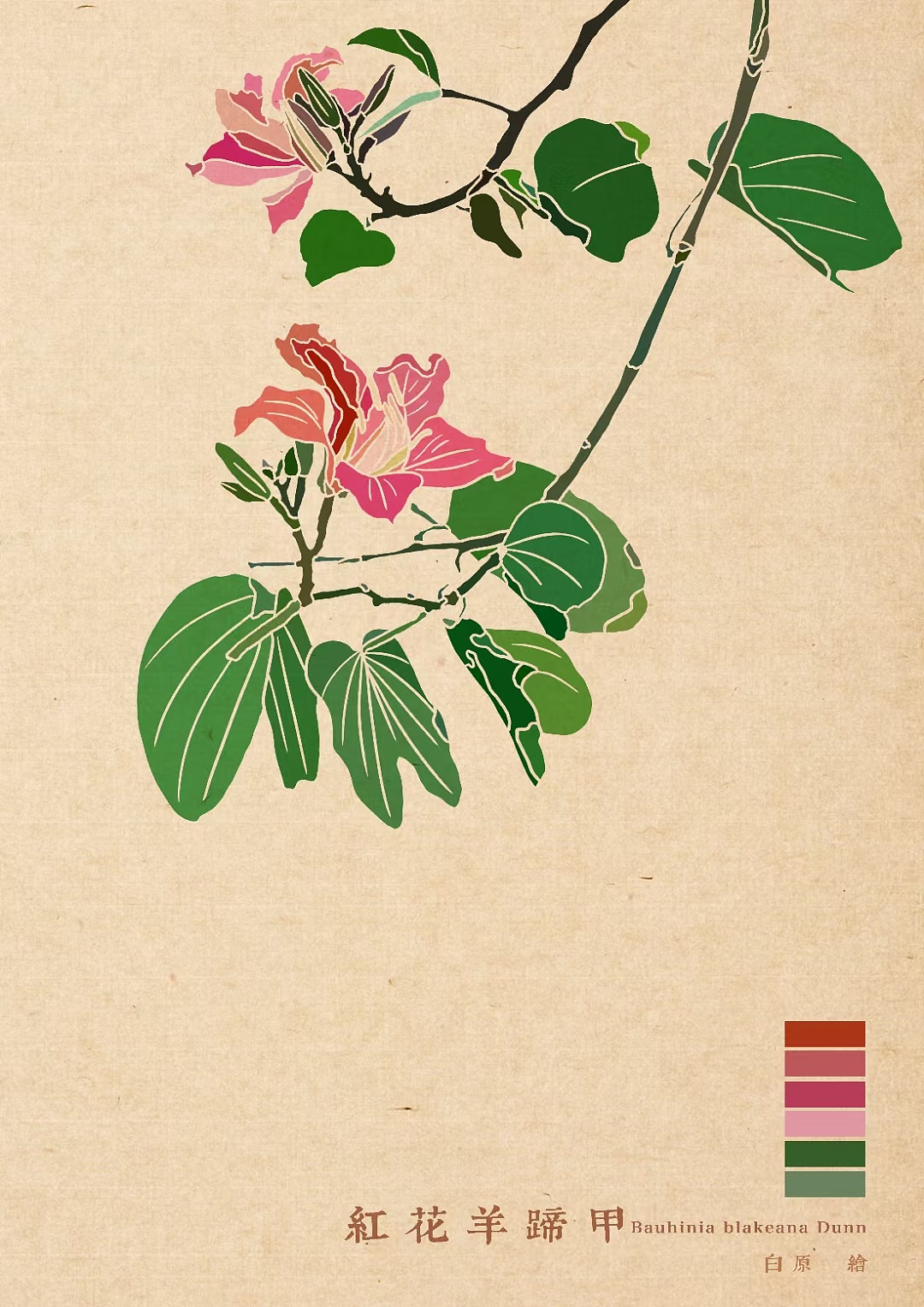 百花绘之红花羊蹄甲