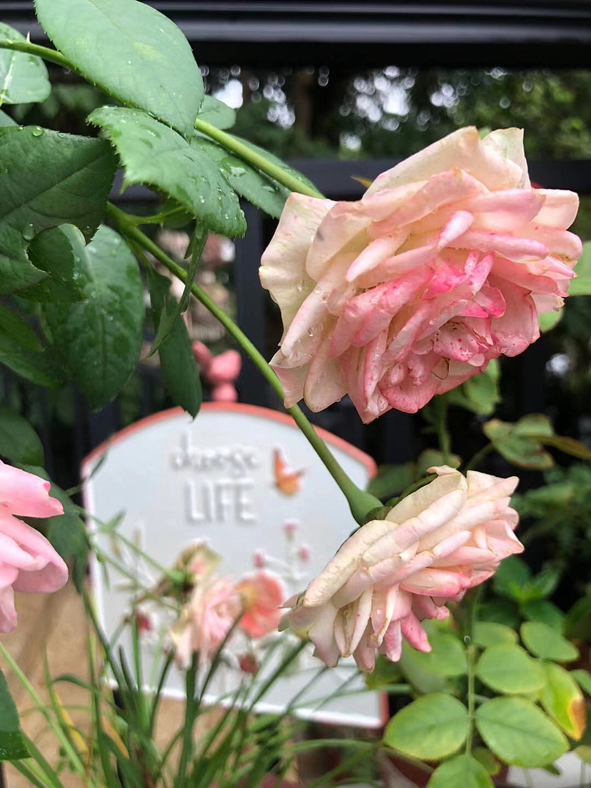 人生百年,镜花如月,红尘繁华,随即变迁。