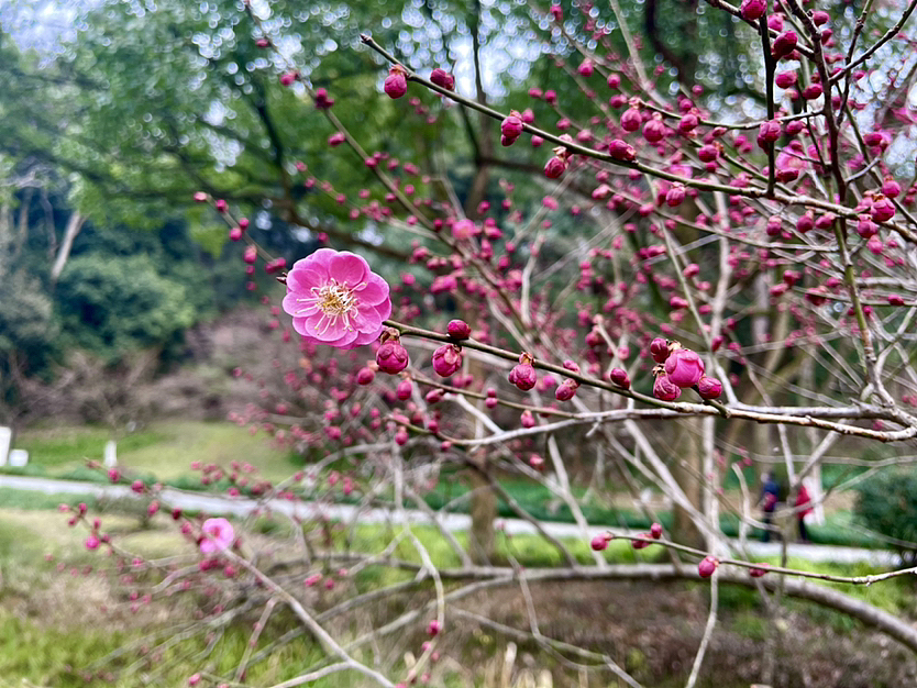 灵峰探梅（图ZMzMwNzEwODY4） - 风光摄影 - 站酷设计师钱珊Mino原创素材 - 站酷ZCOOL
