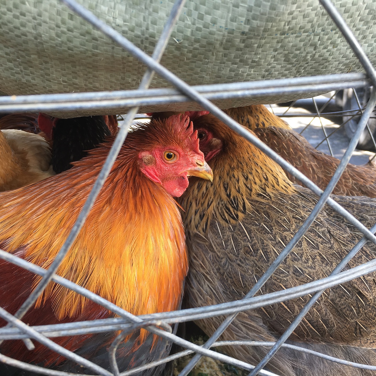 有趣的美好的一瞬间—手机摄影