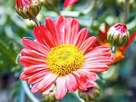 雏菊（个人主页-ZMjY1MzA1ODg=） - 产品摄影 - 站酷设计师jaywebde原创素材 - 站酷ZCOOL