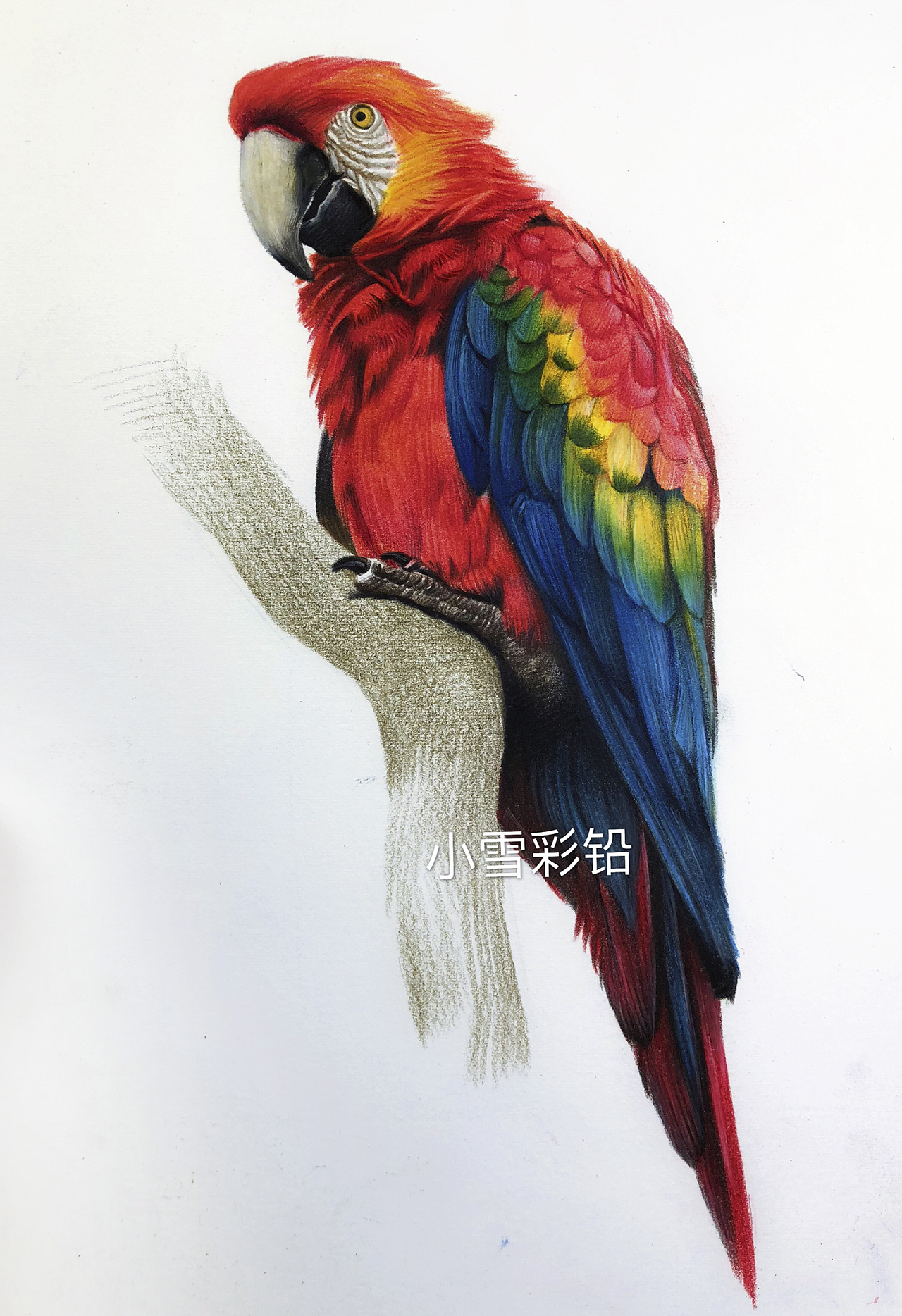 彩铅鹦鹉超写实逼真的绘画作品你值得一看