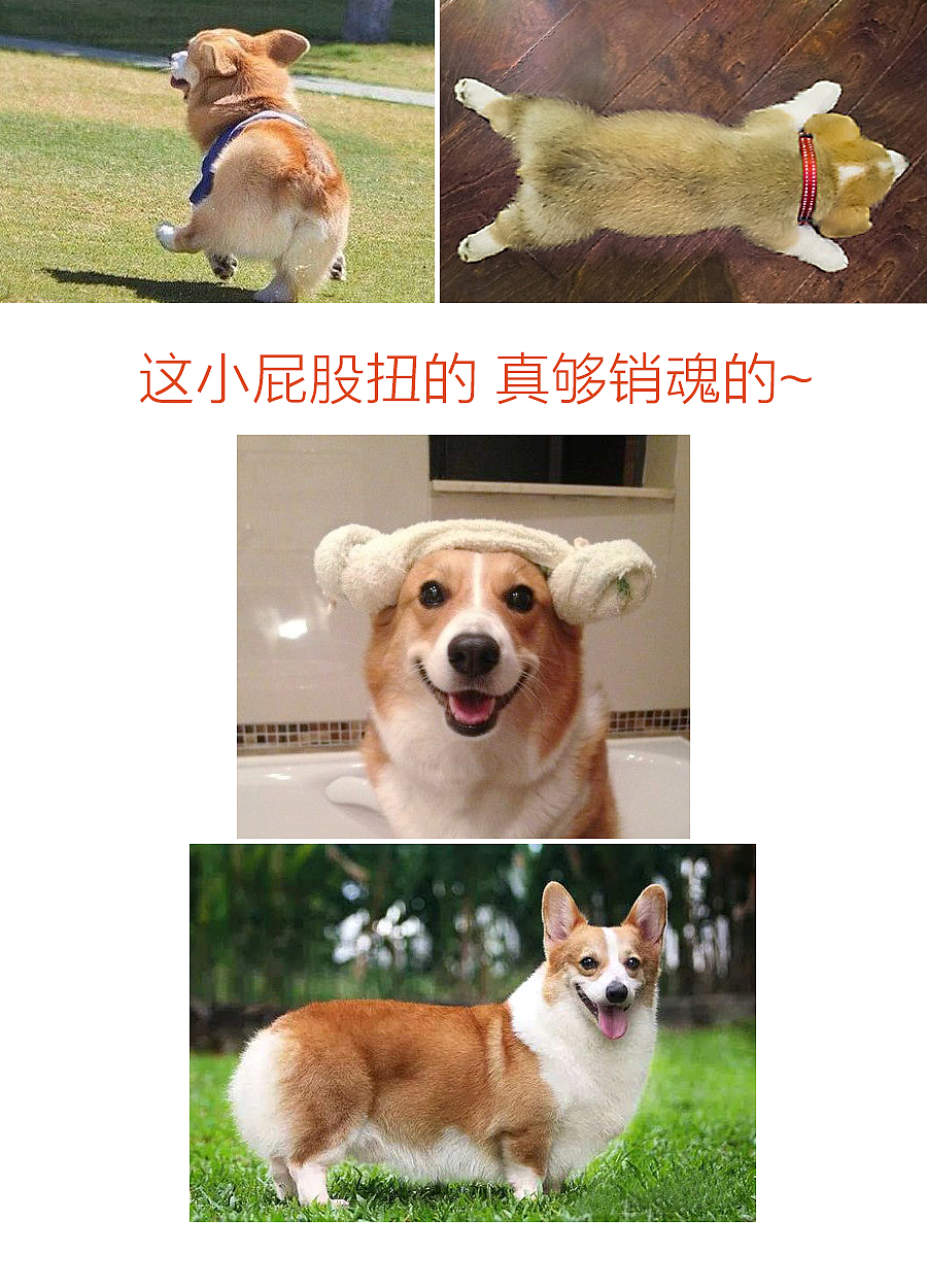 狗粮主图集合（图ZOTA4MTgxMjQ=） - 电商 - 站酷设计师拂晓新尘原创素材 - 站酷ZCOOL