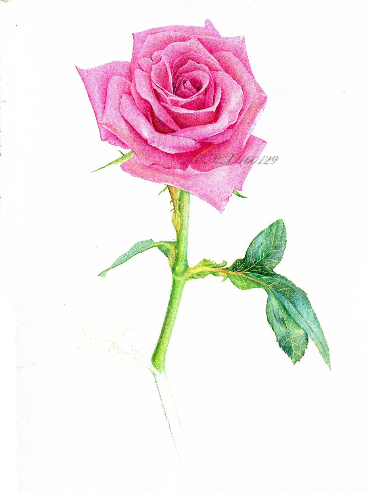 【彩铅马克笔手绘－玫瑰】|纯艺术|绘画|梦浮荏 - 原创作品 - 站酷 (ZCOOL)