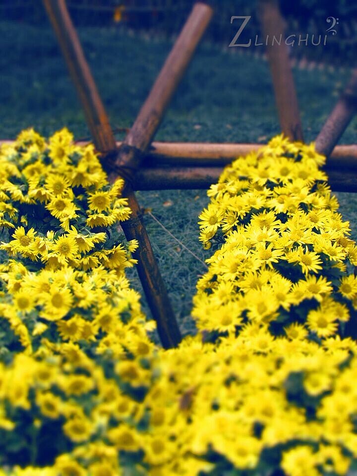 偶遇岳麓山菊花展