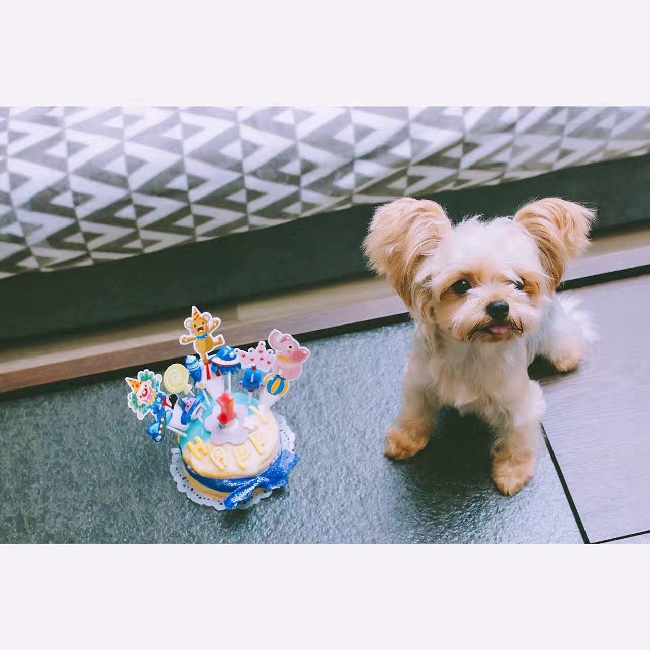 宝贝一岁庆生（图ZNTkzNzU5ODA=） - 宠物摄影 - 站酷设计师挂糖原创素材 - 站酷ZCOOL