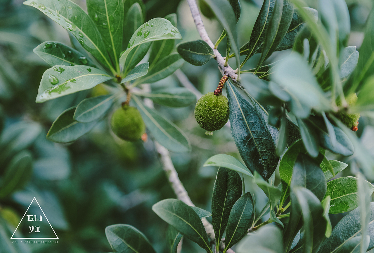 杨梅日渐成熟,等待六月
