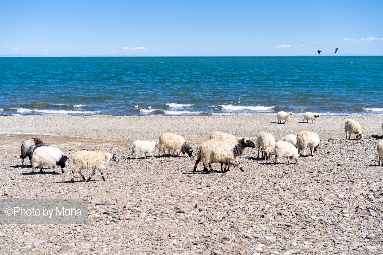 让我们一起去看青海湖的羊|摄影|风光摄影|摄影师萧萧mona - 原创作品