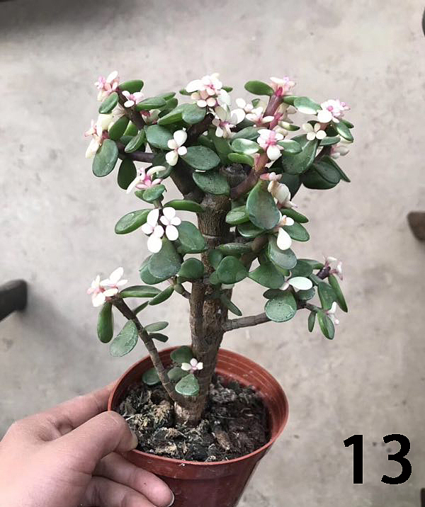 云南东南亚多肉绿植（图ZMTU1NDUxOTY0） - 产品摄影 - 站酷设计师绿植玩家原创素材 - 站酷ZCOOL