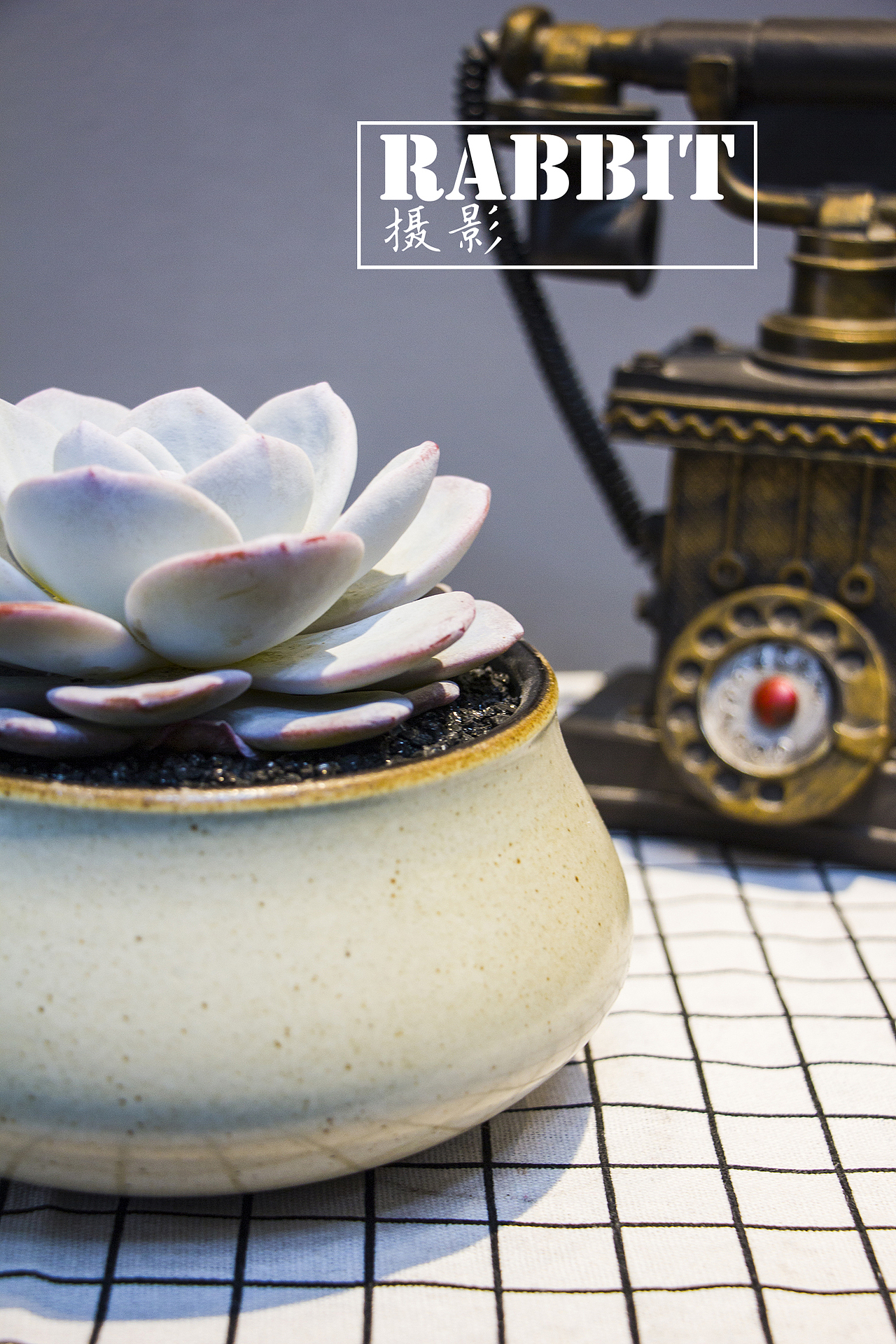 摄影（多肉植物（图ZMTA0MDIyOTQ0） - 产品摄影 - 站酷设计师w视角原创素材 - 站酷ZCOOL