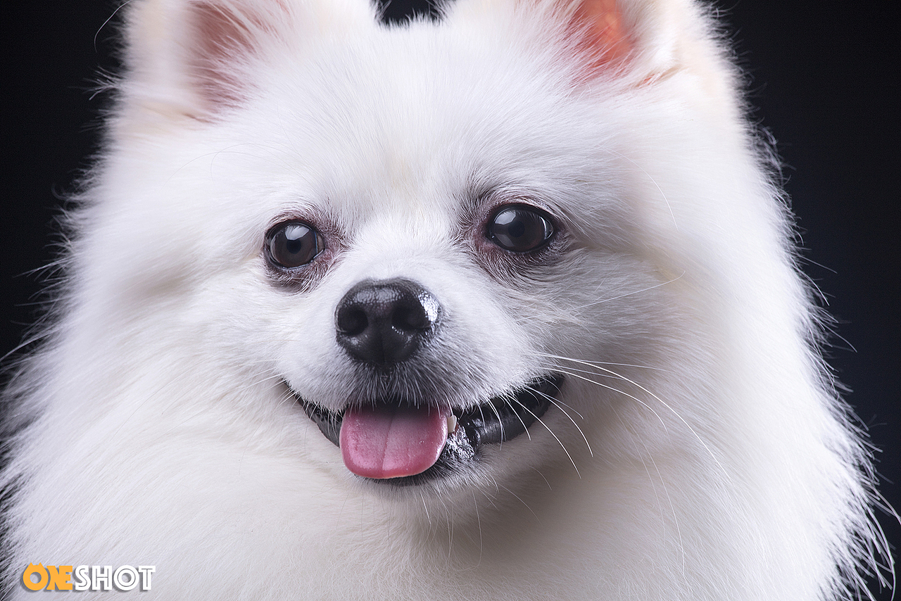 一些宠物棚拍肖像