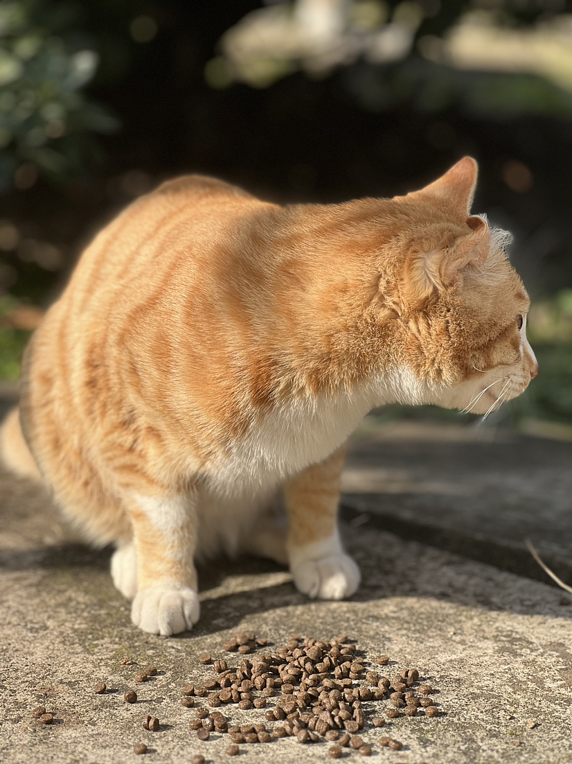 摄影作品（图ZMzY0NzM3NDA0） - 宠物摄影 - 站酷设计师丝易露原创素材 - 站酷ZCOOL