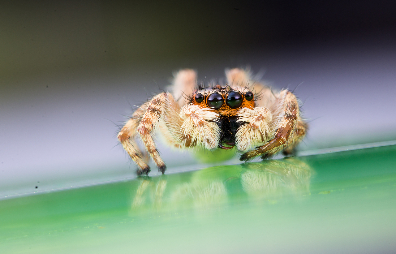 大眼睛，炯炯有神