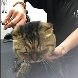 Eisahe的头像