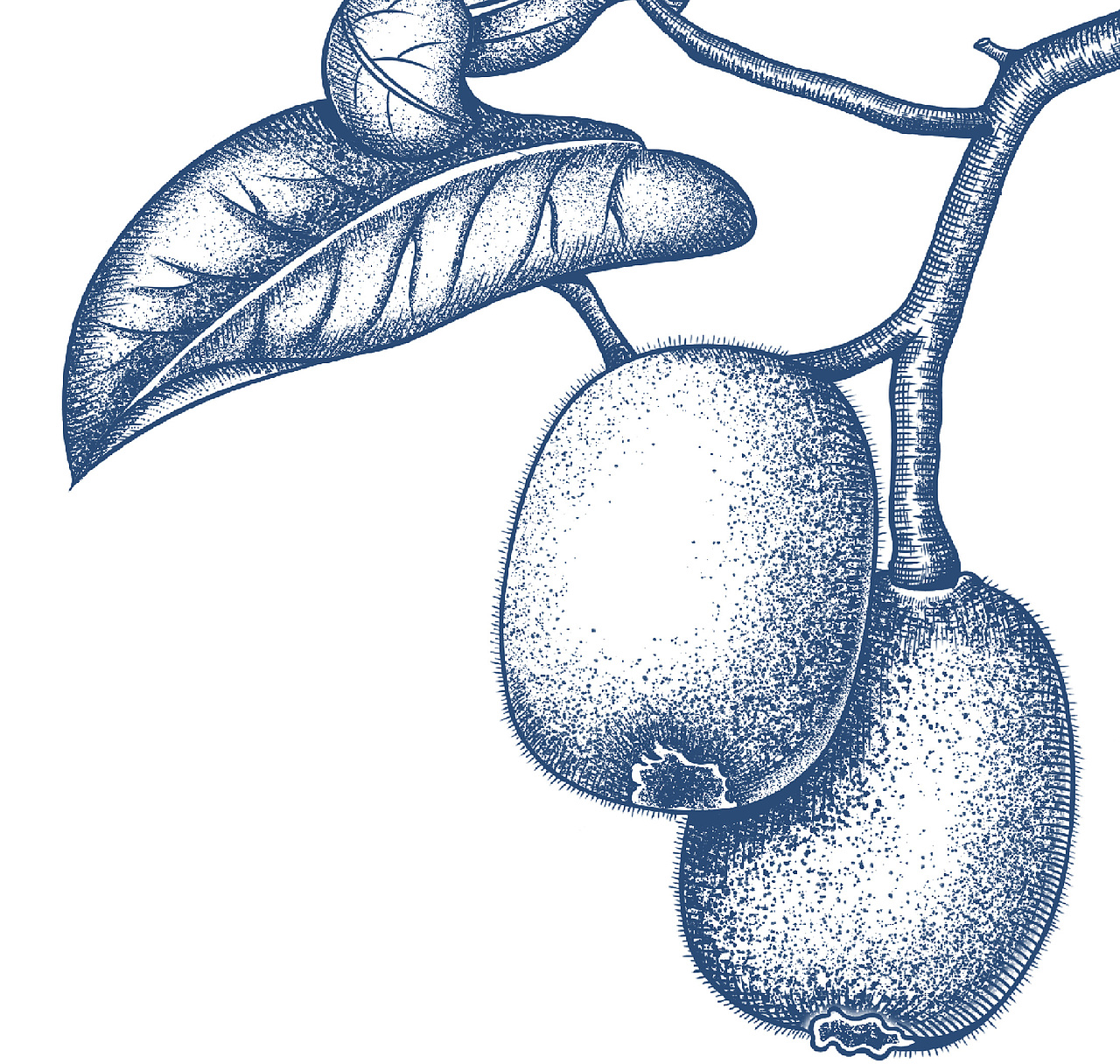 比较喜欢的水果插画（图ZMjc4NzA2NjA4） - 商业插画 - 站酷设计师小刺猬ww原创素材 - 站酷ZCOOL