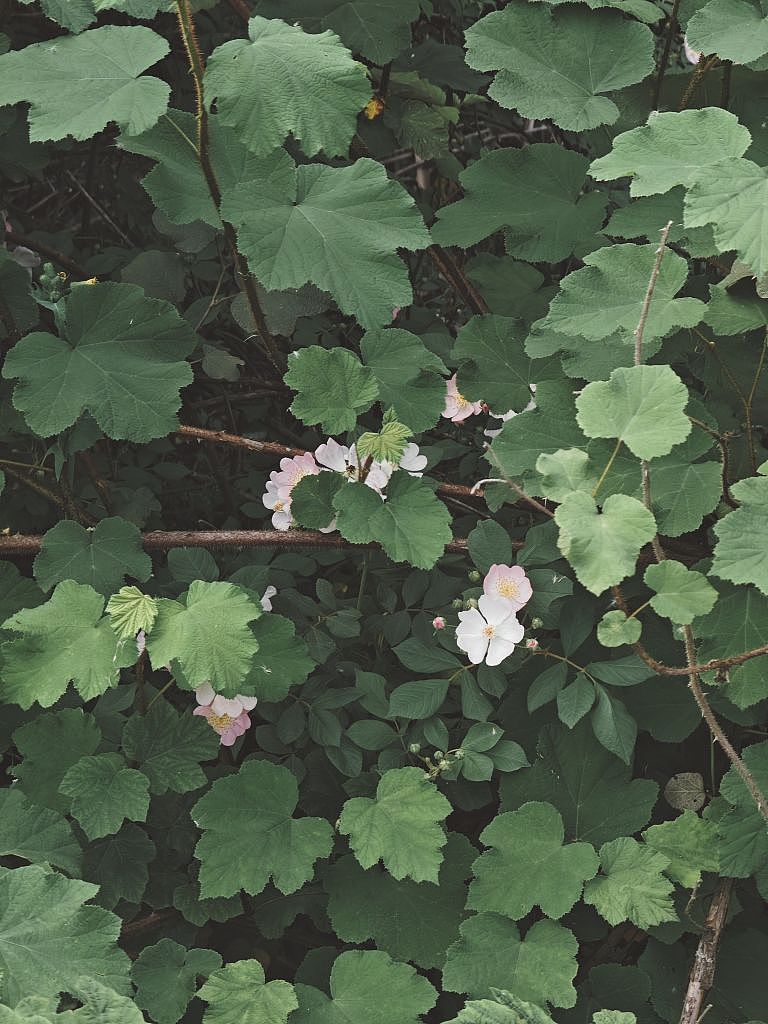 白色花花,你喜欢嘛