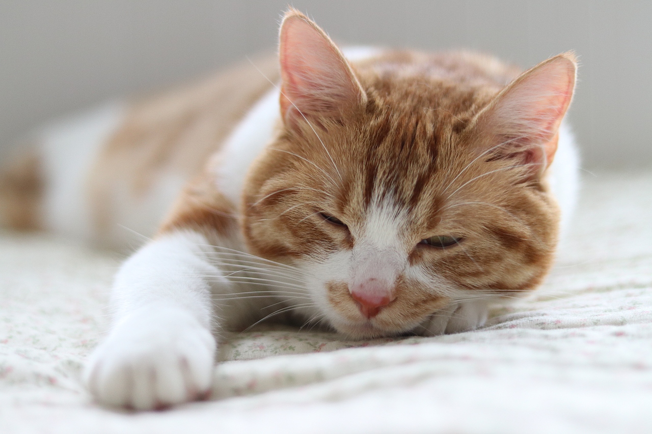 焦糖味的小喵不来一只嘛~