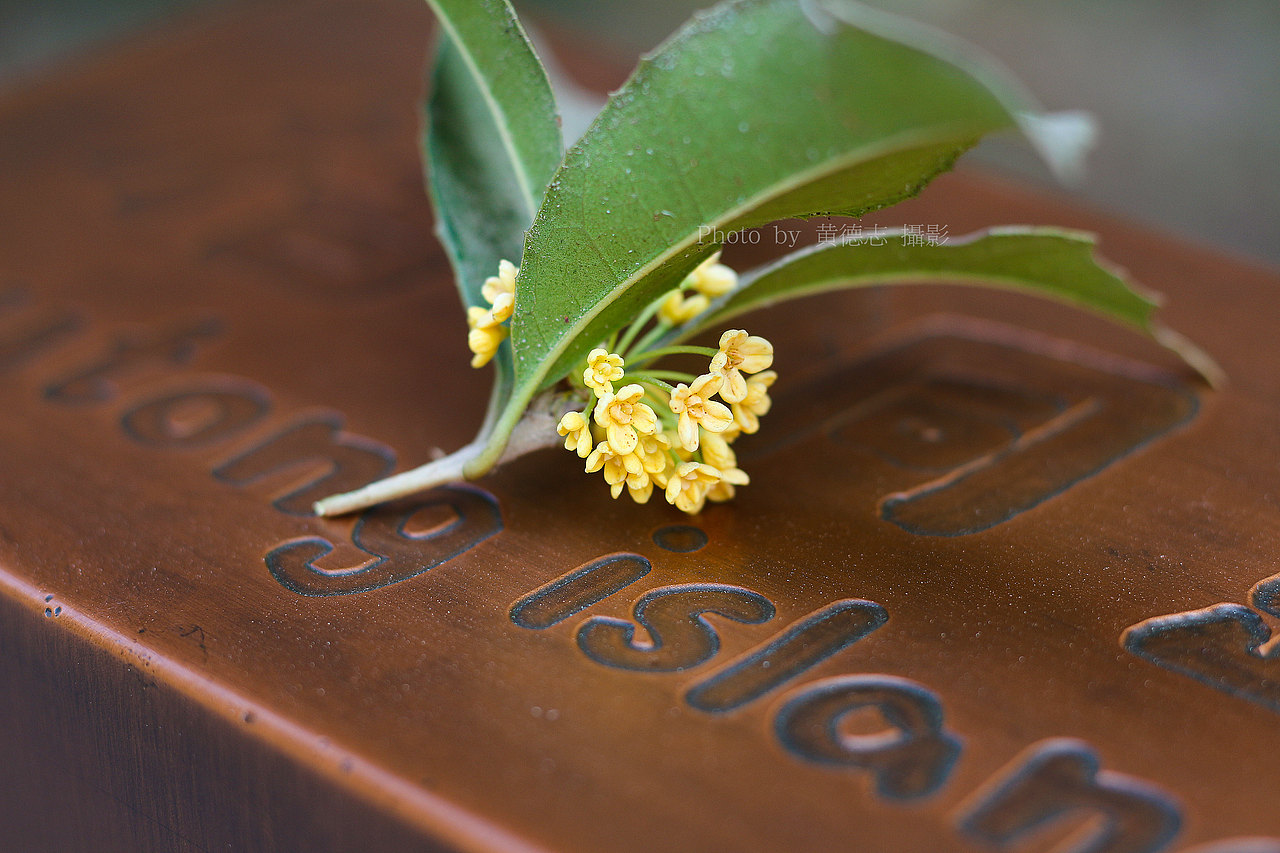 拍摄桂花（图ZMTAxMzM4MTU2） - 产品摄影 - 站酷设计师黄德志原创素材 - 站酷ZCOOL