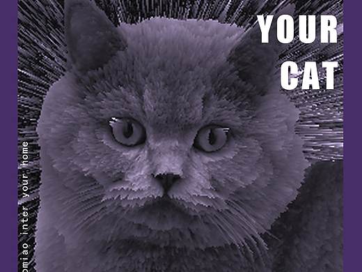 猫