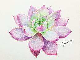 彩铅画作品-多肉植物系列