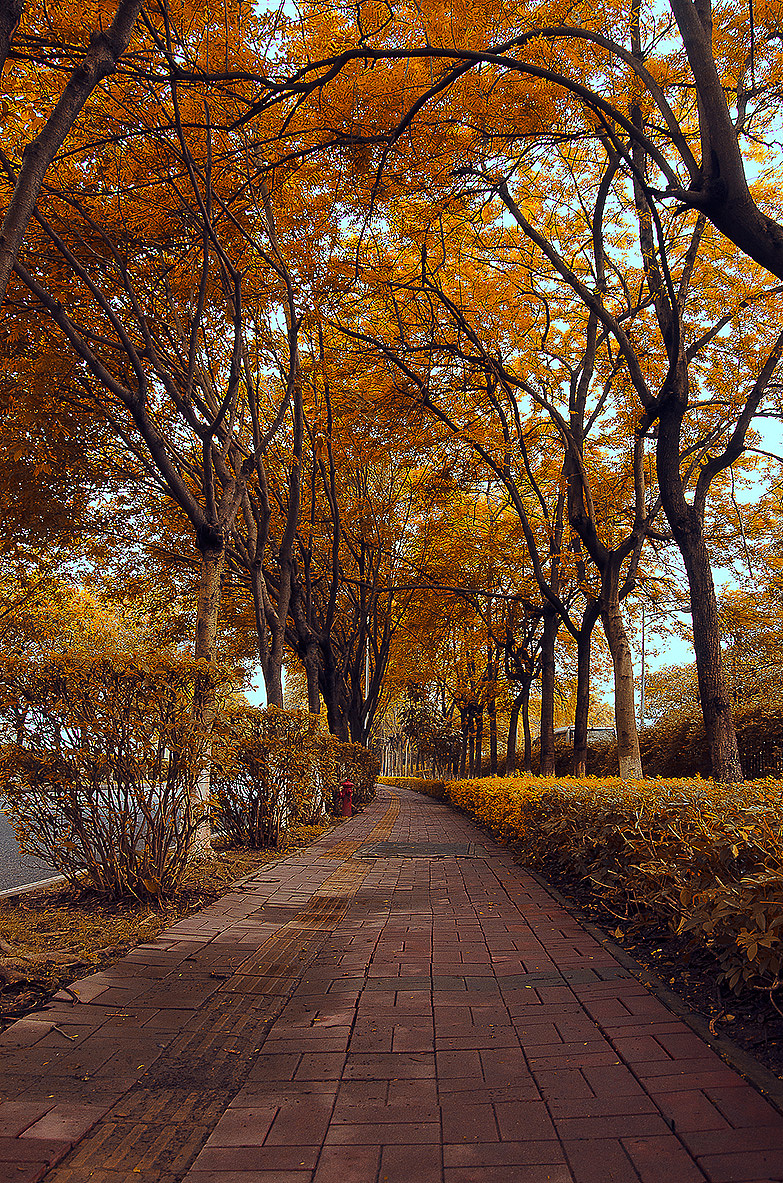 那一年 在那么美丽那么幽静的路上走过