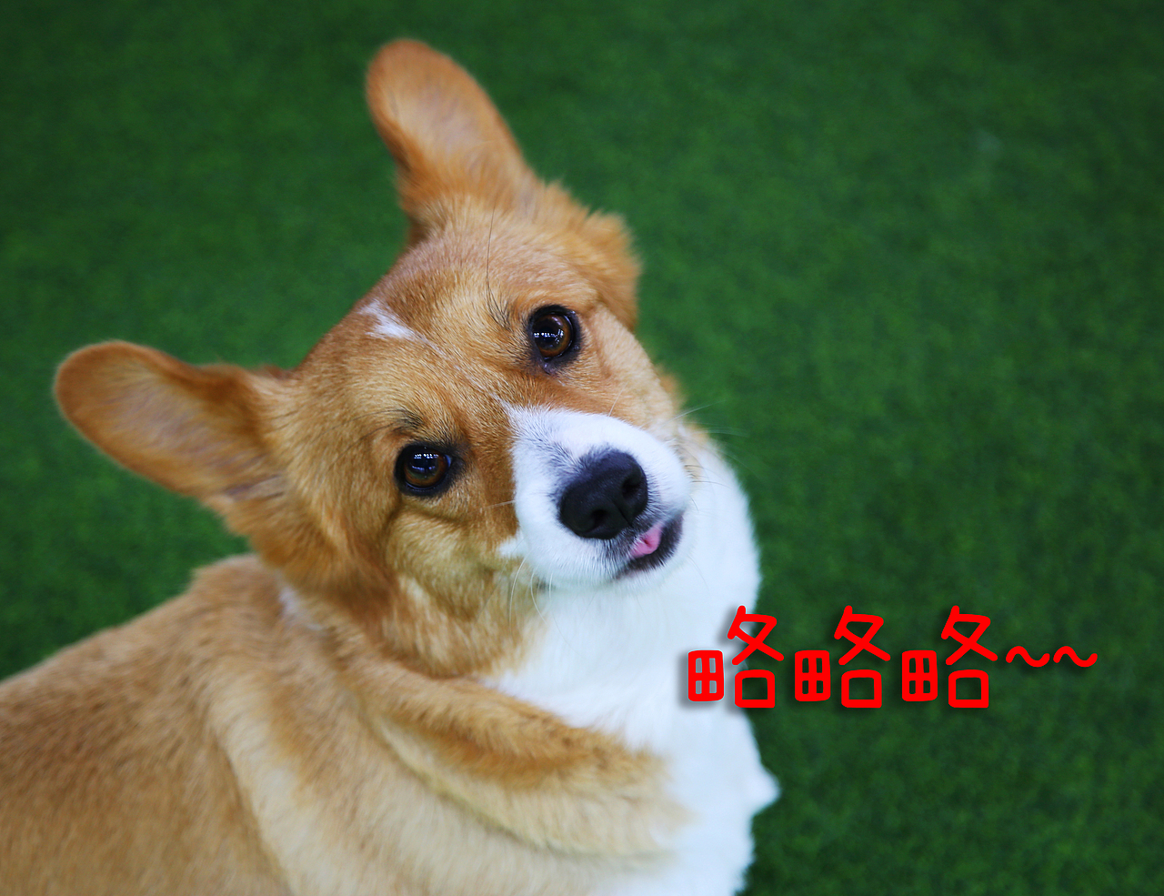萌宠（图ZMTAyNDMzNjU2） - 宠物摄影 - 站酷设计师达希尔daxier原创素材 - 站酷ZCOOL