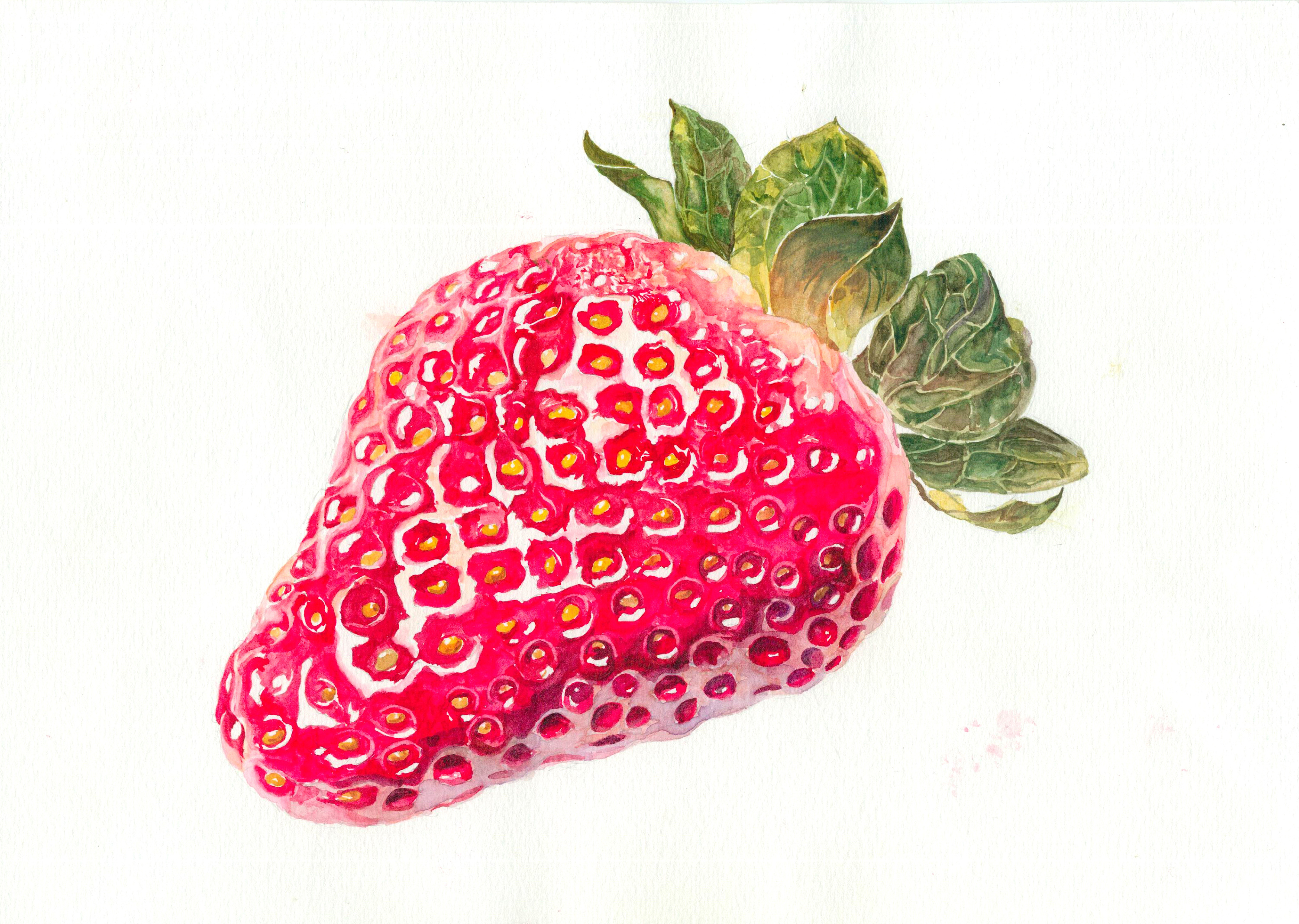 水彩插画 草莓绘画教程分享|插画|创作习作|腿儿Ter - 原创作品 - 站酷 (ZCOOL)