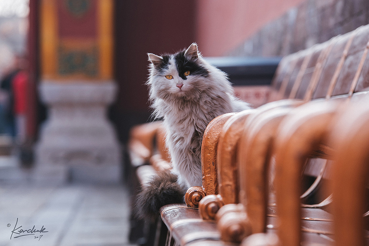 宫猫记第二季克查原创作品24