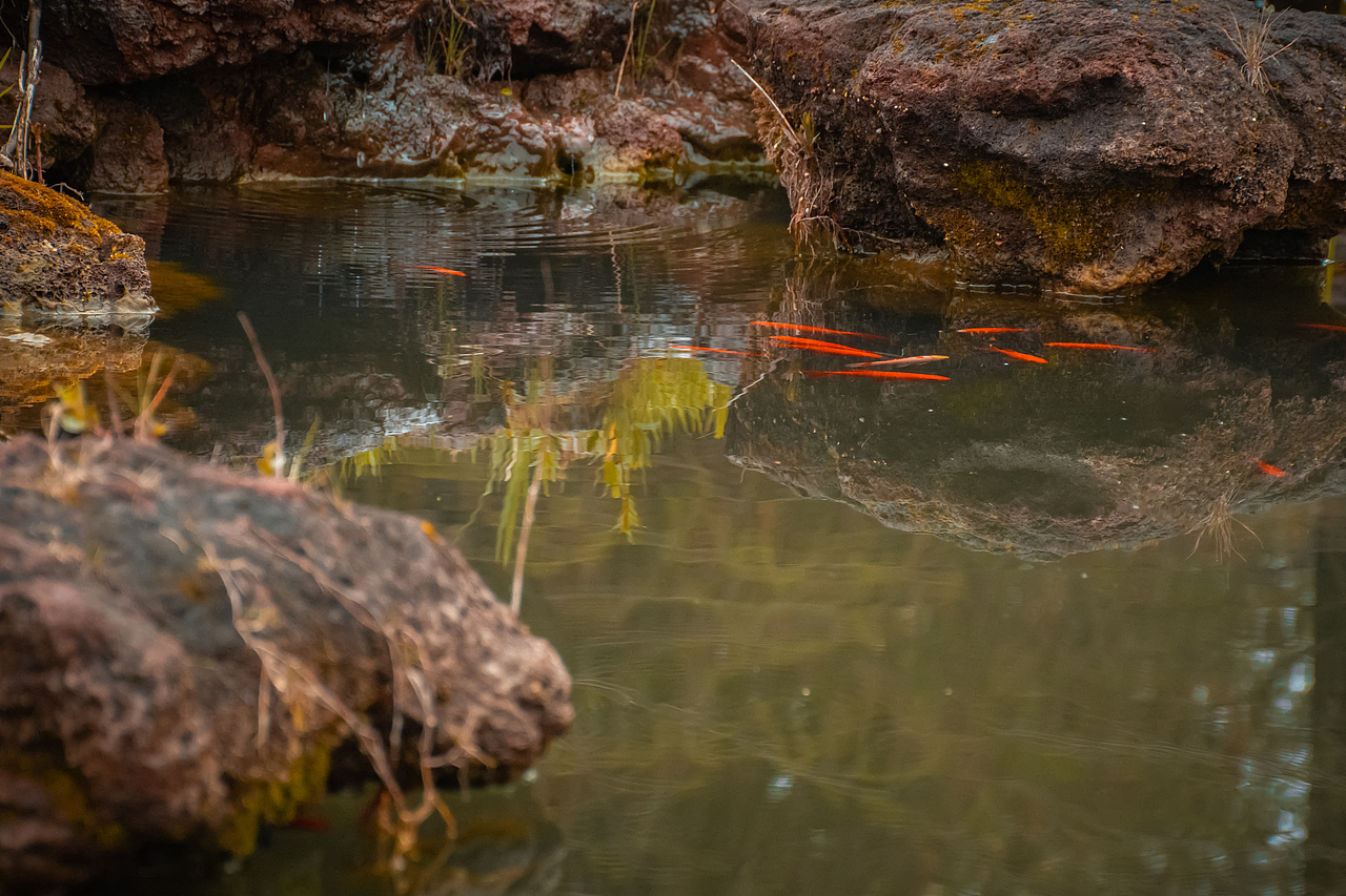 疫情下的植物园