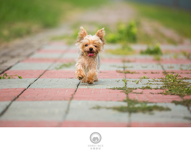 夏至天好 出门遛娃（图ZNTExMzQ2MzY=） - 宠物摄影 - 站酷设计师挂糖原创素材 - 站酷ZCOOL