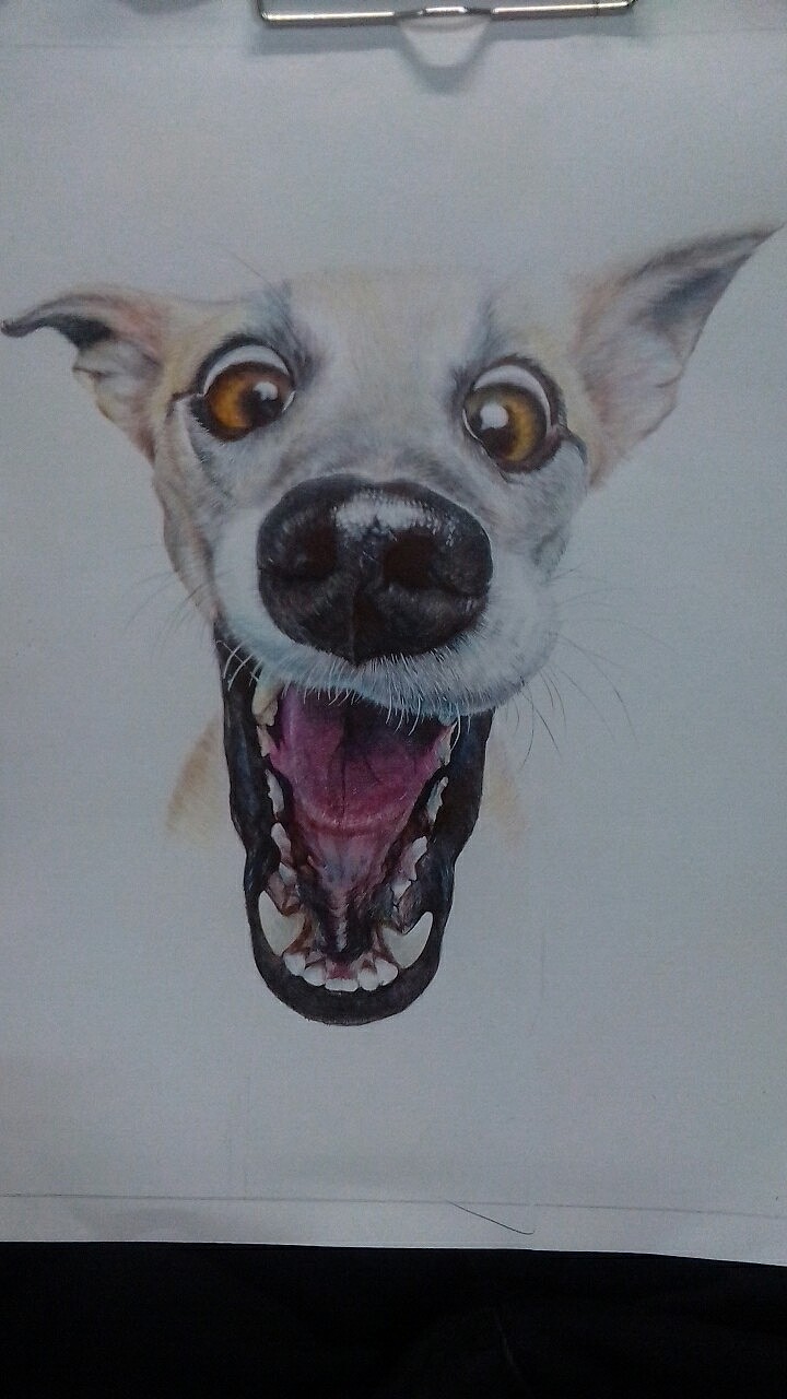 二哈小土狗系列一《夸张》