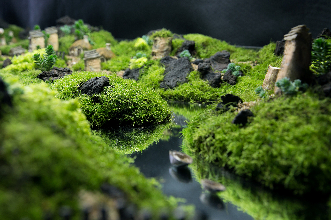 苔藓摆台