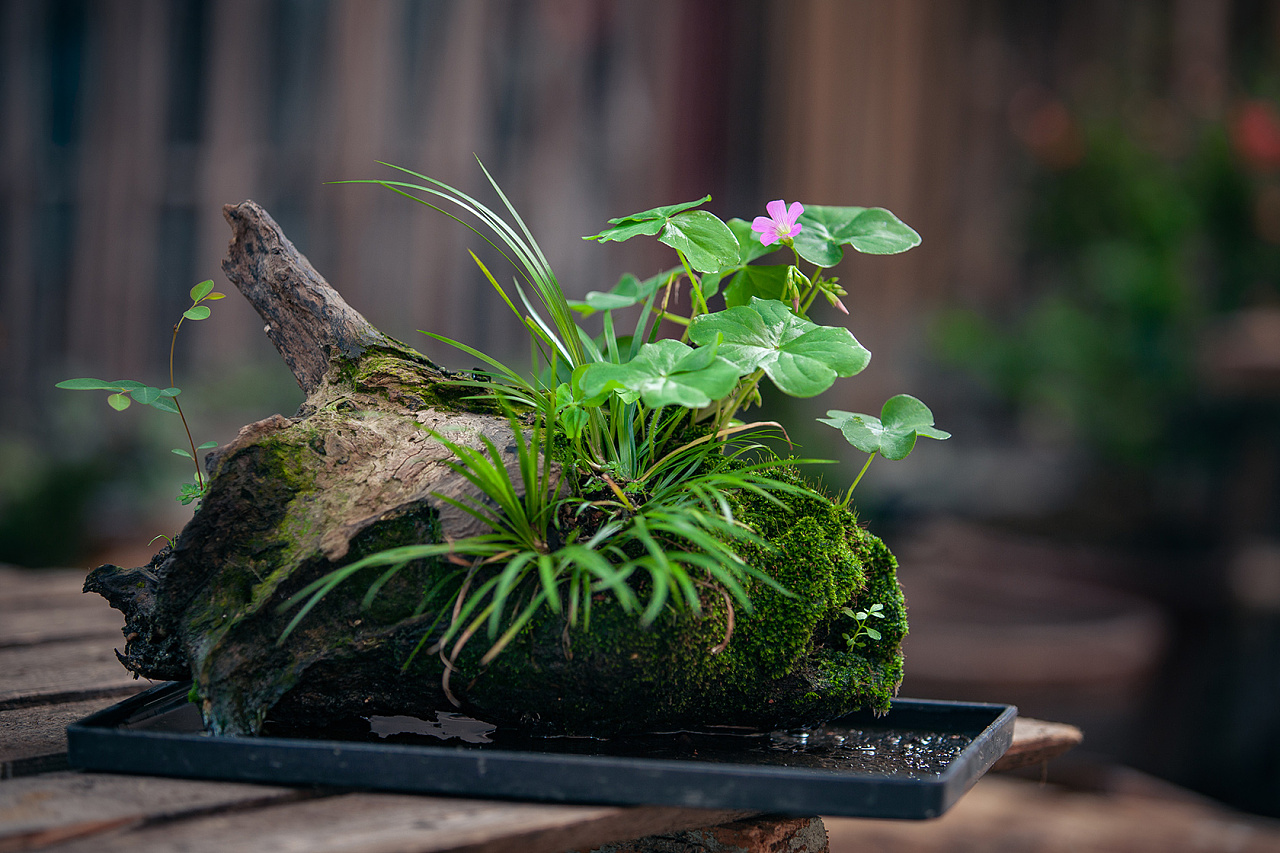 菖蒲|摄影|产品摄影|摄影师阿荣 - 原创作品 - 站酷 (zcool)