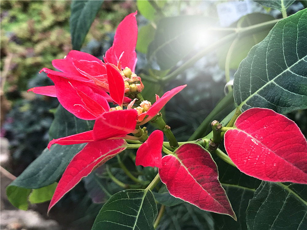 刘勇良纪实摄影:神奇的植物之二