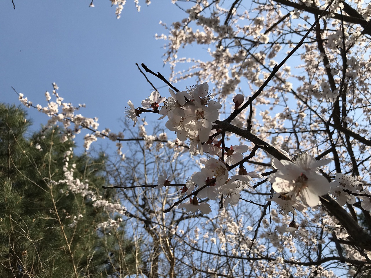 杨飞。苹果前置摄影（图ZMTU0MTczODA0） - 产品摄影 - 站酷设计师杨飞业余摄影原创素材 - 站酷ZCOOL