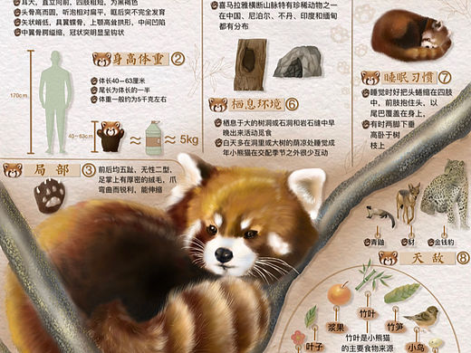 小熊猫、浣熊、貉信息可视化设计