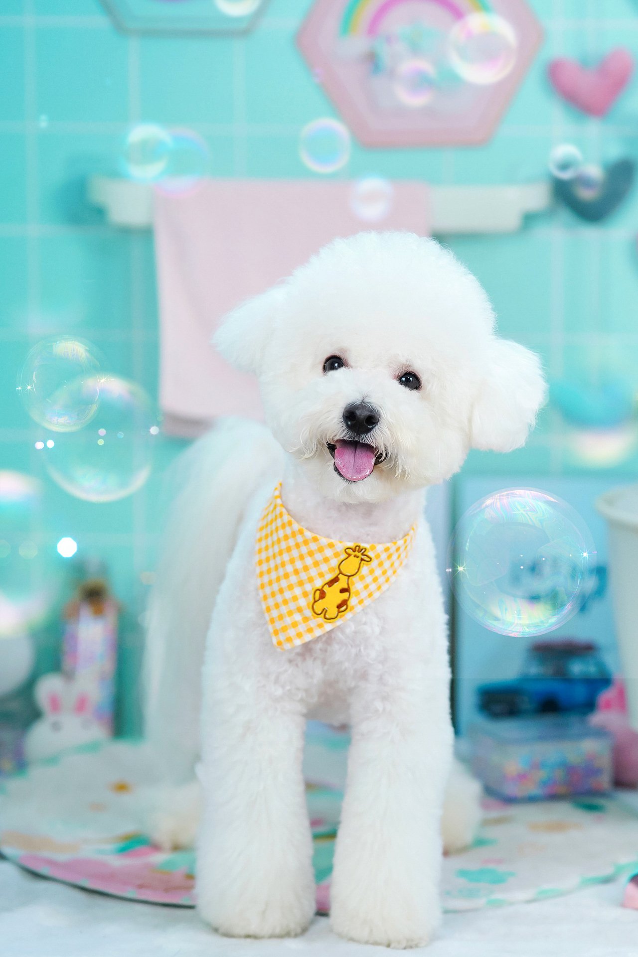 比熊摄影合集——宠爱拾光宠物摄影