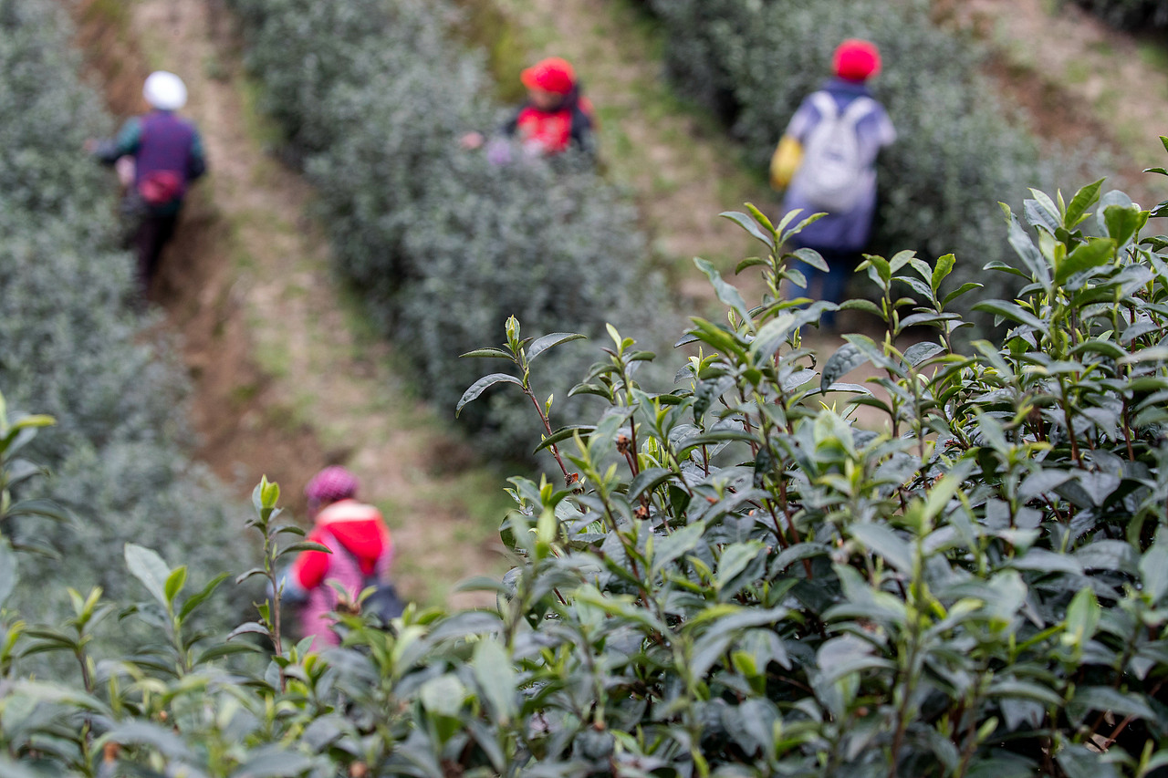 2019年2月19日,重庆市南川区南城街道半溪河社区居民在采摘茶叶。