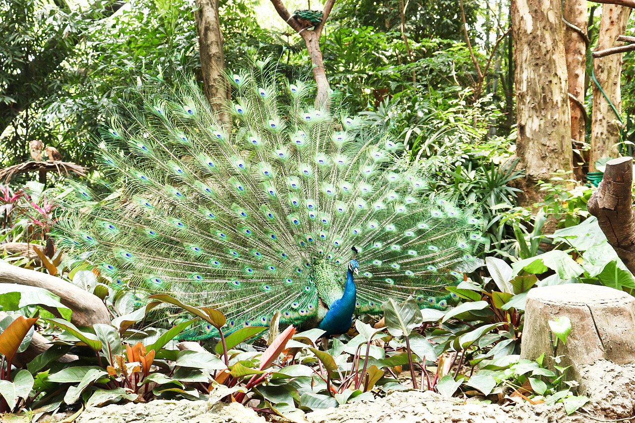 动物拍摄-广州长隆（图ZMjUxNjI3MTYw） - 风光摄影 - 站酷设计师D邓婕原创素材 - 站酷ZCOOL