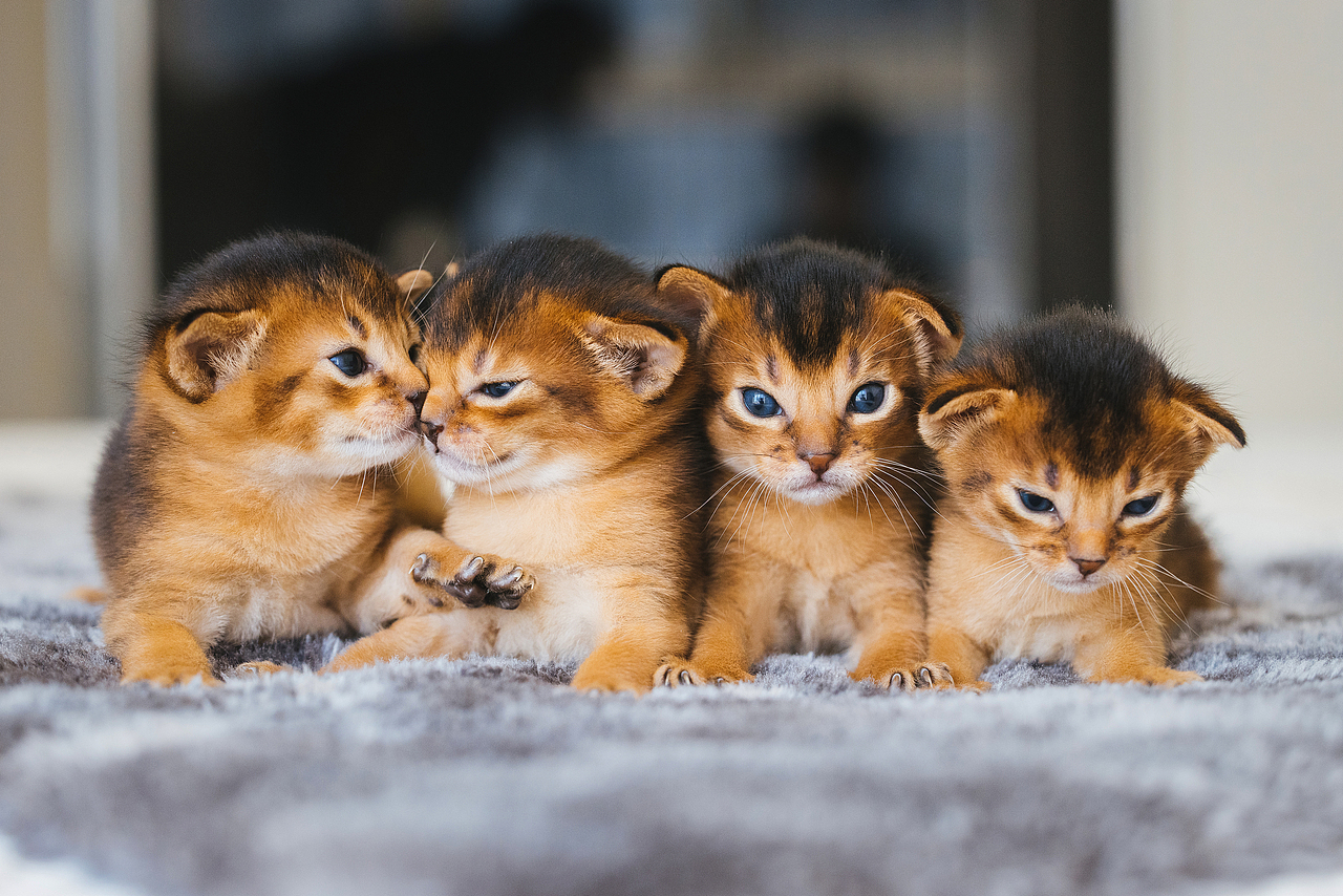 猫的私房 第六季