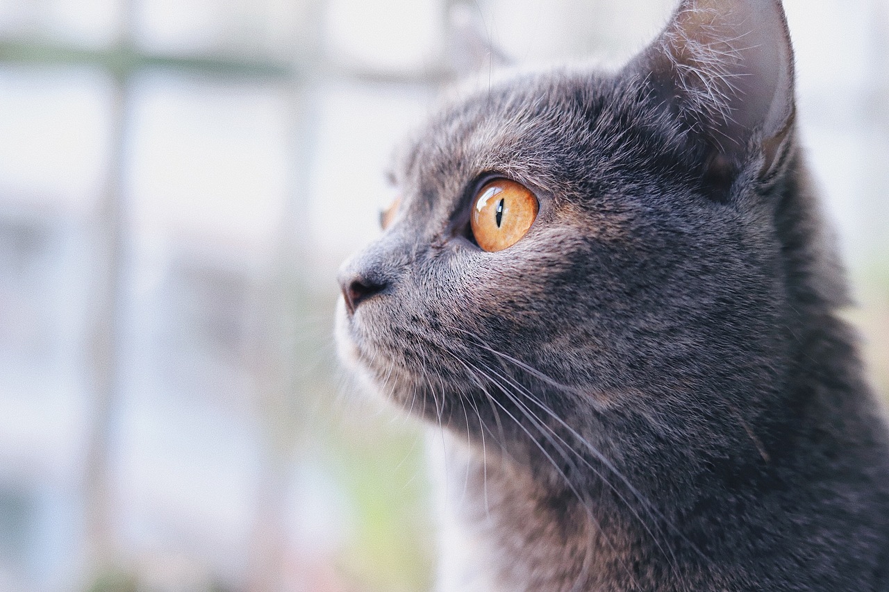 猫之七七（图ZMjIyMDIxNjg0） - 宠物摄影 - 站酷设计师全能的加班狗原创素材 - 站酷ZCOOL