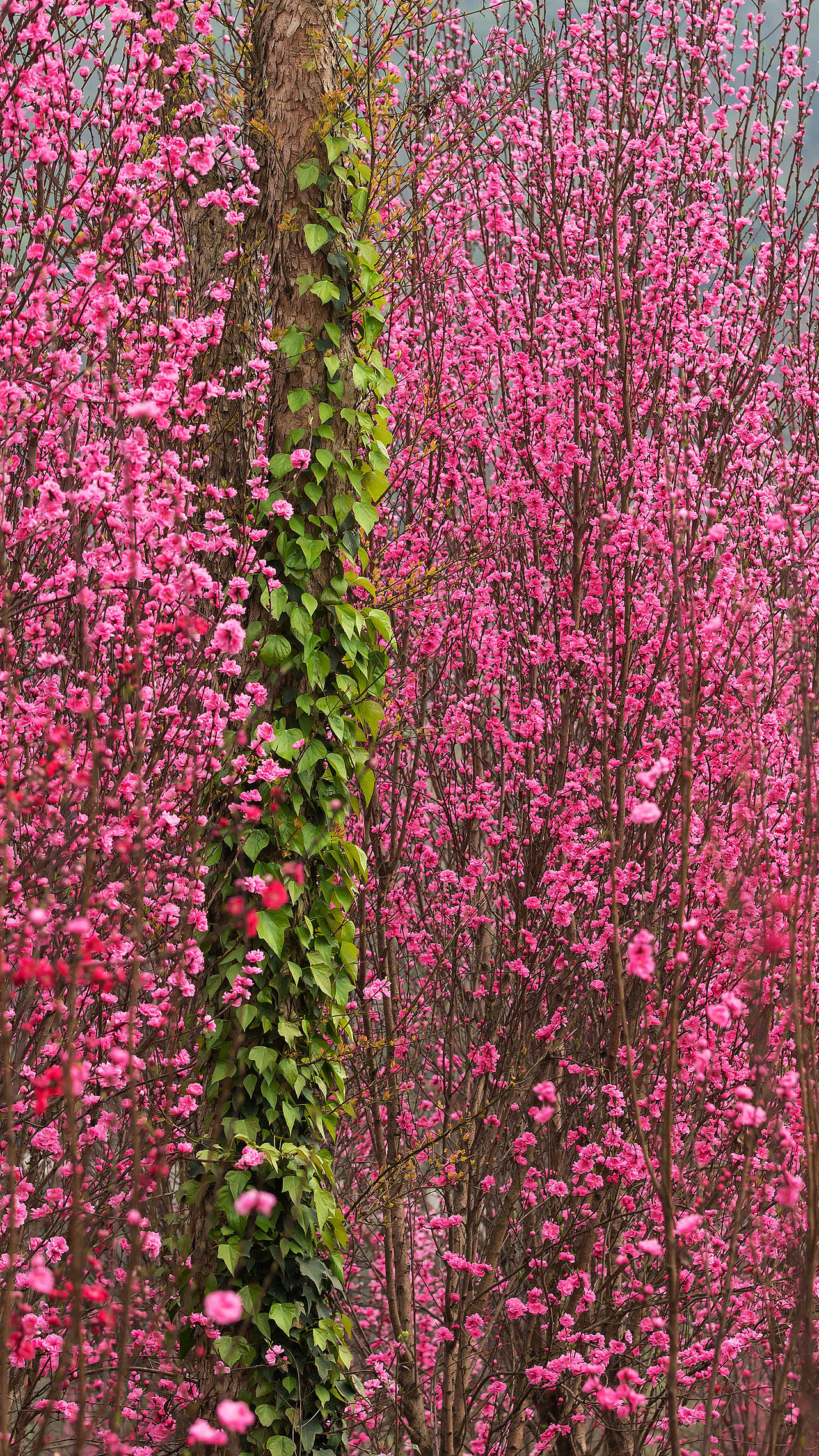 桃红|摄影|其他摄影|xf711220_原创作品-站酷zcool